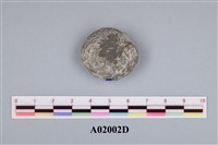 藏品(貨幣蟲)的圖片